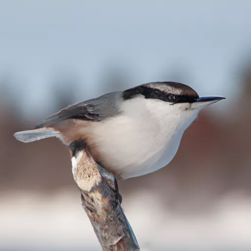 Tilaa sähkötupakka netistä
